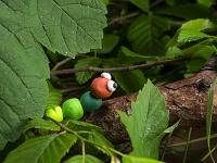 Ferdinand MG 4041 Marlon Bellmann 2019 kl