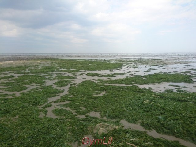 MikaJamilMeyerdierks_Algenteppich_Nordsee