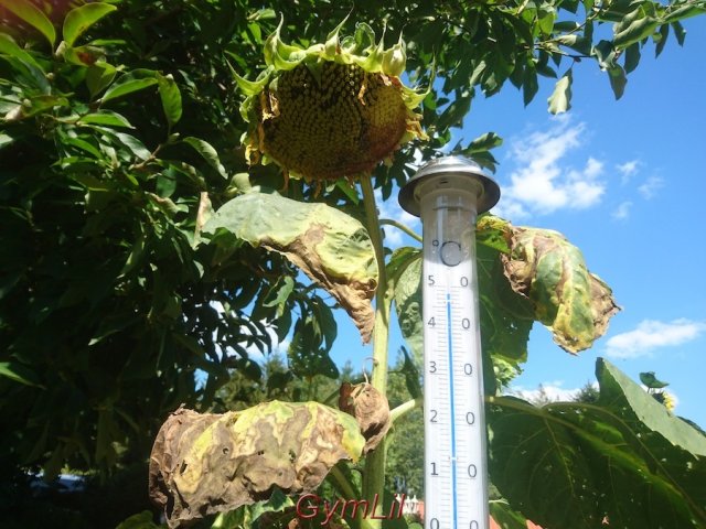 MikaJamilMeyerdierks_Vertrocknete_Sonnenblume